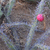 Harrisia bonplandii  JL 123 (Las Lomitas, 150m, Arg)