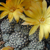 [PLANT/PFLANZE] Sulcorebutia langeri