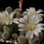 [PLANT/PFLANZE] Rebutia fabrisii MN 135 white flowers