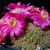 [PLANT/PFLANZE] Sulcorebutia caniguerallii v. applanata Kr 217a