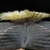 Astrophytum myriostigma cv. Kikko