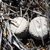 Epithelantha bokei (Nuevo Yucutan, Sierra la Paila)