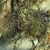 Lobivia aurea v. fallax TB 644.1