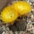 Lobivia haemathantha v. rebutioides TB 704.1