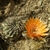 Lobivia pugionacantha v. TB 606.1