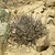 Lobivia pugionacantha v. versicolor TB 567.1