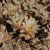 Lophophora alberto-vojtesii (San Isidro, Dur)