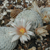 Mammillaria pectinata (Tecamachalco, Pue)