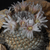 Mammillaria perezdelarosae v. andersonii (Villa Garcia, Zac)