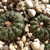 [PLANT/PFLANZE] Frailea asterioides LB 640
