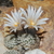 Turbinicarpus valdezianus (30km N Matehuala)