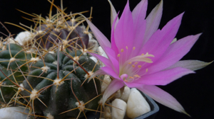 [PLANT/PFLANZE] Lobivia acchaensis ES 170