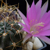 [PLANT/PFLANZE] Lobivia acchaensis ES 170
