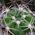 [PLANT/PFLANZE] Lobivia cardenasiana TB 204.2