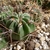 [PLANT/PFLANZE] Lobivia ferox TB 64.2
