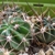 [PLANT/PFLANZE] Lobivia ferox TB 67.1