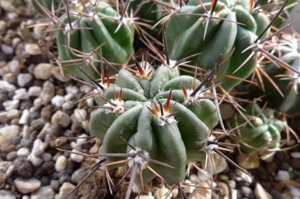 [PLANT/PFLANZE] Lobivia ferox v. longispina TB 179.1