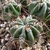 [PLANT/PFLANZE] Lobivia ferox v. longispina TB 179.1