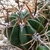 [PLANT/PFLANZE] Lobivia ferox v. longispina TB 59.1