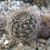 [PLANT/PFLANZE] Lobivia haematantha v.densispina WR 340 (Tumbaya, Arg)