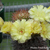 Acanthocalycium thionanthum FK 658 (Colalao del Valle, Arg)