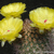 Acanthocalycium thionanthum v. brevispinum FK 669 (5 km S Cafayate, Arg)