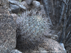 Acanthocalycium thionanthum ´catamarcense´ TB 357.1 (Santa Maria, 1969m, Catamarca, Argentina)
