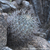 Acanthocalycium thionanthum ´catamarcense´ TB 357.1 (Santa Maria, 1969m, Catamarca, Argentina)