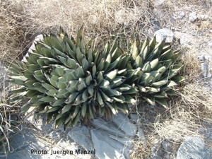 Agave fernandis-regis
