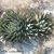 Agave fernandis-regis
