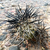 Tephrocactus spec. 'danielii' JN 1802 (North West Part of the province La Rioja, 1982m, La Rioja, Arg