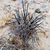 Tephrocactus alexanderii fma JN 1829 (Palo Blanco, 1808m, Catamarca, Arg