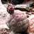 Tephrocactus geometricus JN 1831 (Loro Huasi, 2201m, Catamarca, Arg