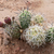 Tephrocactus spec. 'danielii albispinus' JN 1803 (North West Part of the province La Rioja, 1756m, La Rioja, Arg