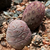 Tephrocactus geometricus 'punoides' JN 1825 (Rumi Rayan, 2996m, Catamarca, Arg