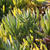 Carpobrotus spec.