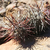 Austrocactus colloncurensis JN 1761 (Embalsa La Aguila, 607m, Neuquen, Arg