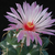 Coryphantha elephantidens