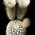 Echinocereus grandis