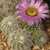 Echinocereus reichenbachii ´albispinus´ (Greer Co, OKL)