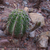 Echinopsis albispinosa ´silvestrii´ TB 415.2 (Las Curtiembes, 1287m, Salta, Argentina)
