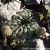 Echinopsis ancistrophora  TB 1.1 (Campo Quijano to Chorillos, 1763m, Salta, Argentina)