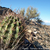 Echinopsis leucantha  TB 323.1 (Carpinteria, 603m, San Juan, Argentina)