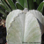 Astrophytum coahuilense (Viesca, S. Paila, Mex)