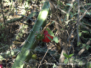 Harrisia pomanensis  TB 441.5