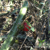 Harrisia pomanensis  TB 441.5