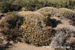 Maihuenia patagonica  JN 406 (Zapala-Primeros Piños Ruta 13, Neuquen, Arg)