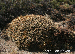 Maihuenia patagonica  JN 406 (Zapala-Primeros Piños Ruta 13, Neuquen, Arg)