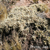 Maihuenia patagonica  JN 408 (Llamuco)
