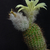 Frailea spec. FS 19 (Guaiba)